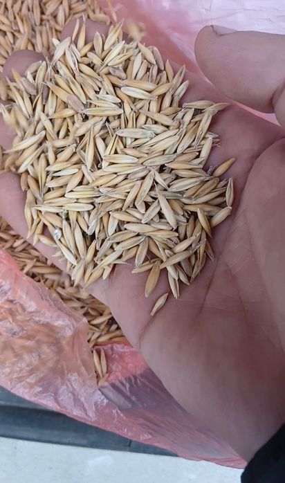 Продам овес чистый сухой без запаха