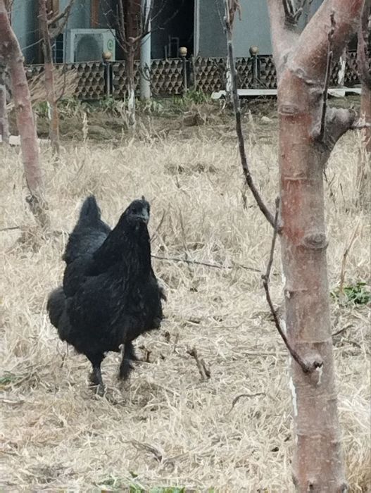 Uxayol joja tovuq sotiladi