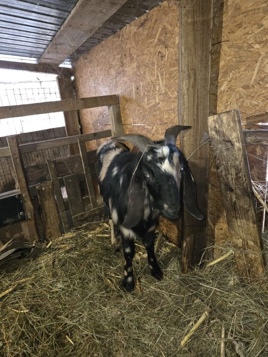 Vând ieduțe si țap