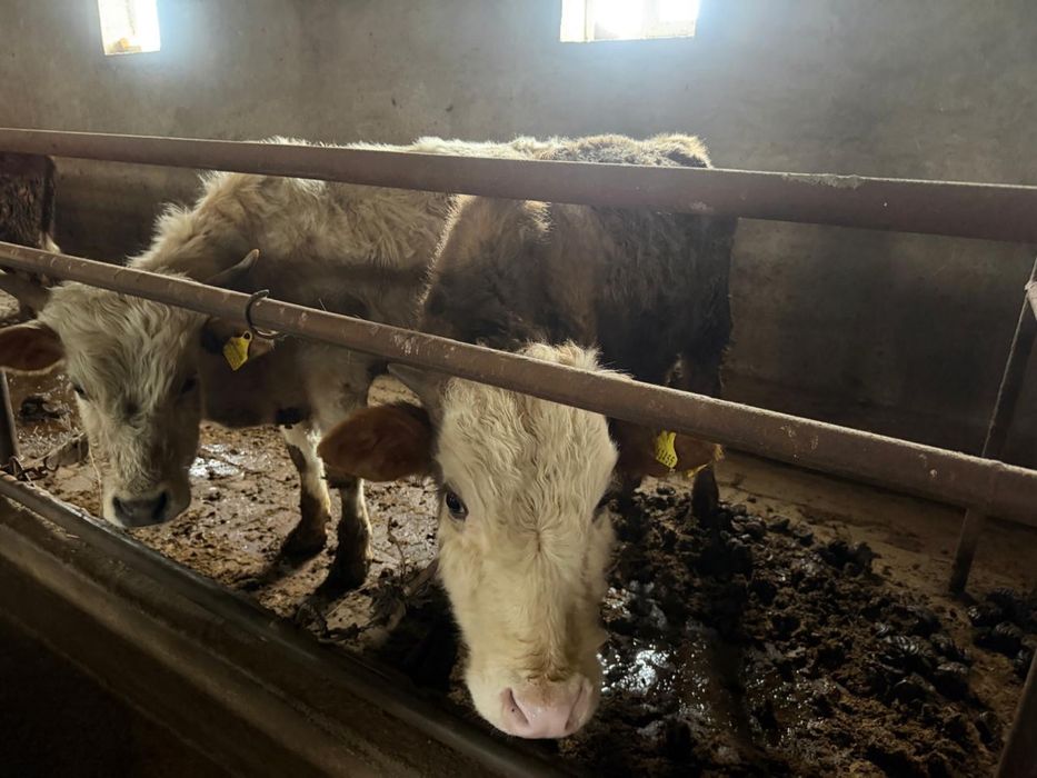 Бука 1.2 жасарлар