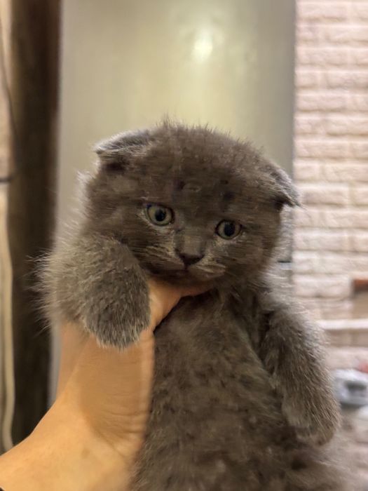 Продаются котята вислоухие скотиш фолд