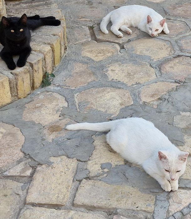 Кошки отдам в добрые руки