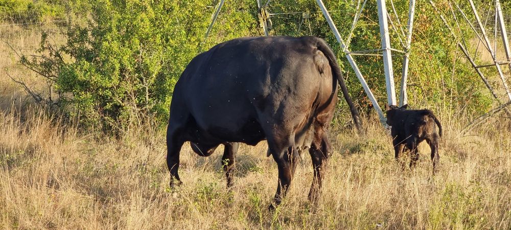 Vand vaca meris de angus