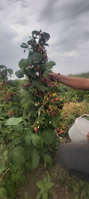 Малина ремонтантный сорт ПАЛАНА