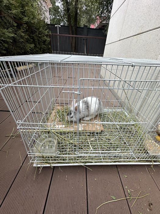 Кролик продам с клеткой