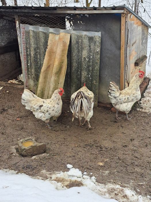 Vând gaini australorp