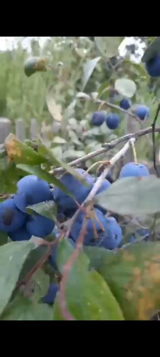 Продам дачу сад здоровье.