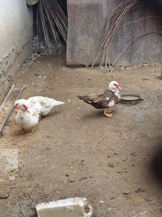 Продам индоуток