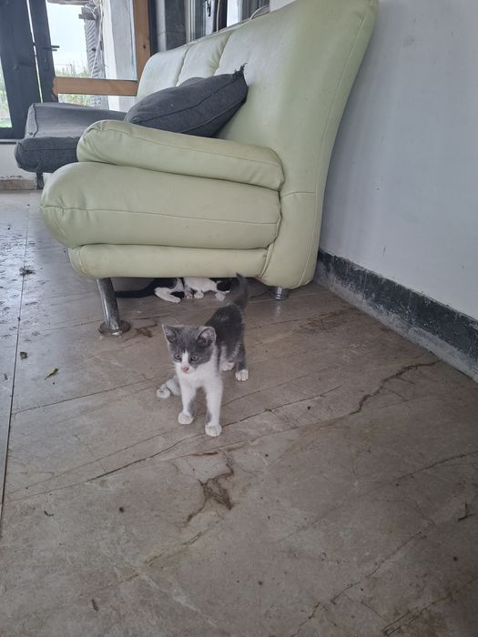 Котки сива и шарена