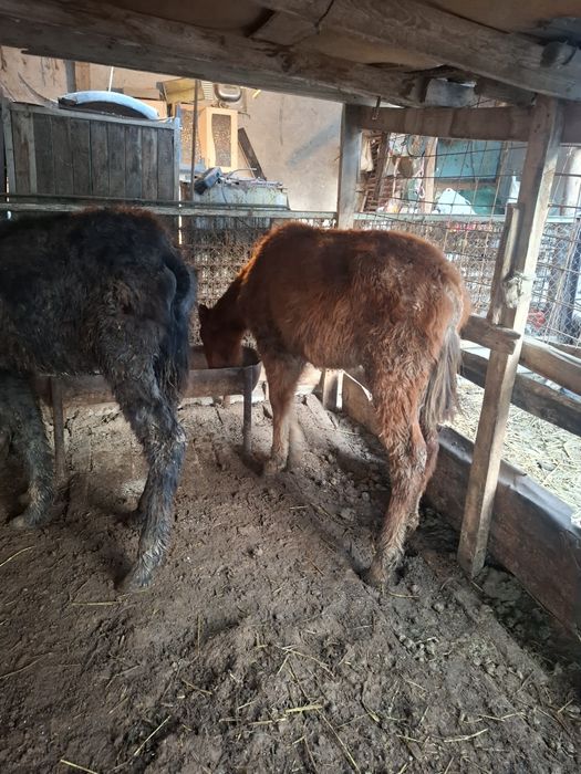 Жабагы сатылады.