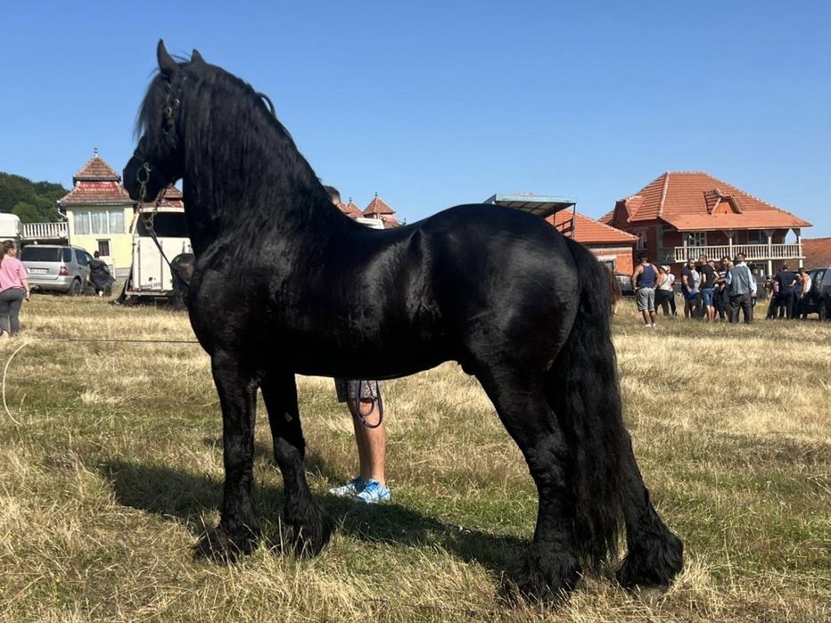 Armasar Friesian /Frizian pentru monta
