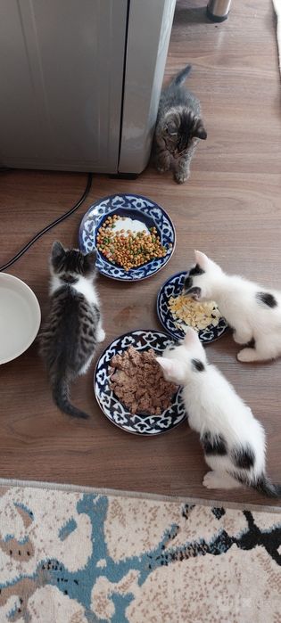 Котята бесплатно
