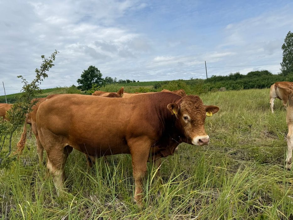 Taur Limousine cu pedigree