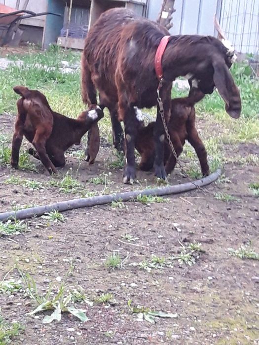 Продам коз битал