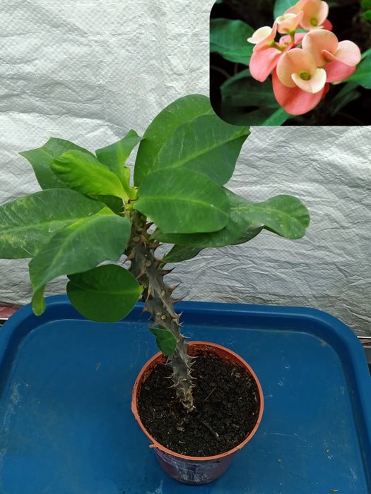 Цветы комнатные разные