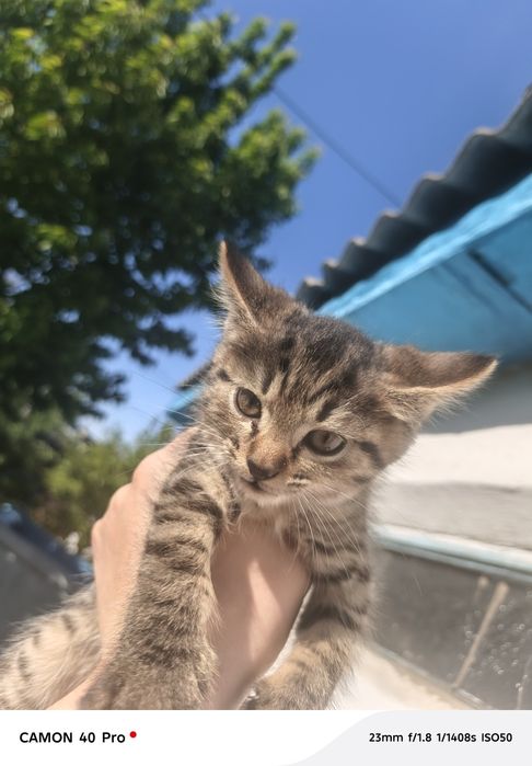 Котята, в добрые руки