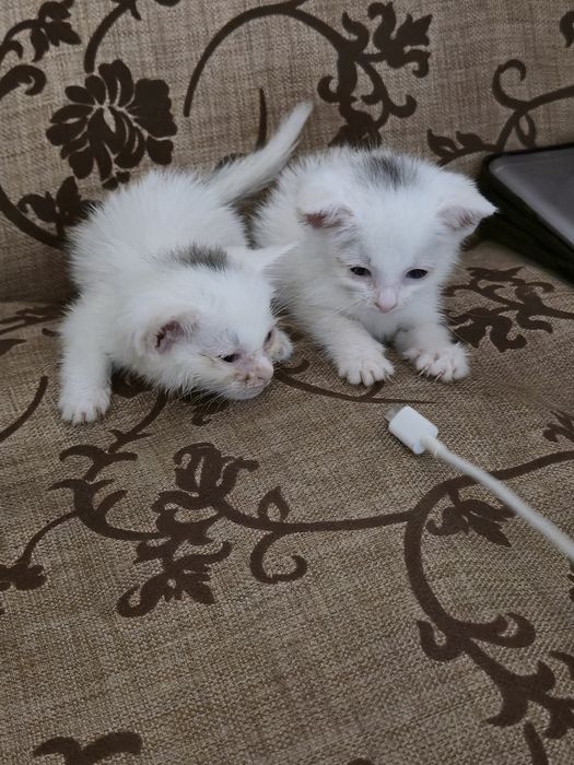 Hadiyaga mushuk bolalari beriladi yahshi qollarga
