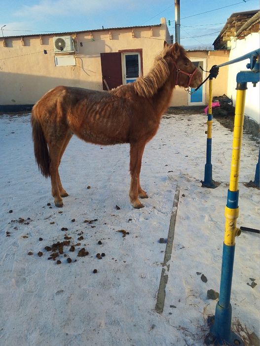Тай сатылады мінгі жуас