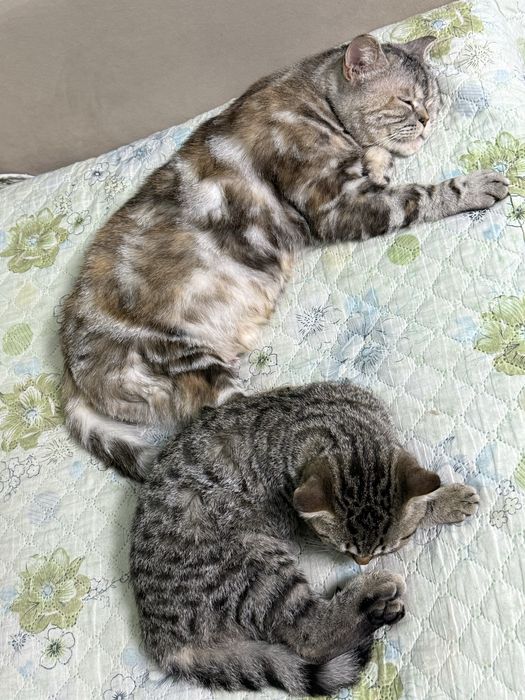 2 Кошки 1 Кот, рыжие