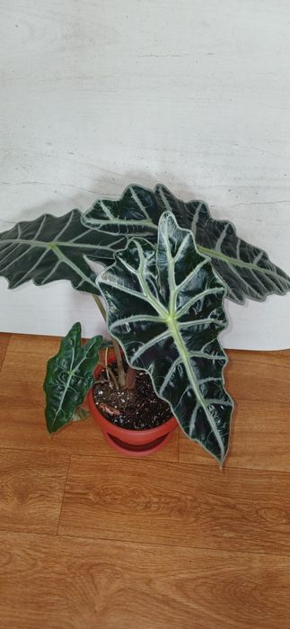 Комнатные растения от 2500