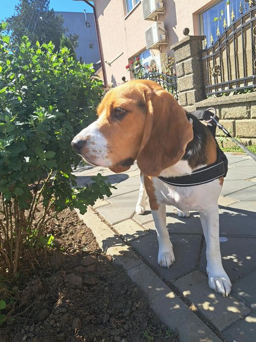 Băiețel tricolor beagle