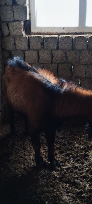 Альпинские козы Alpin echkilari