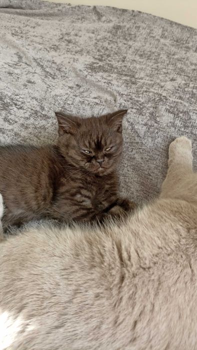 Британско Котенце