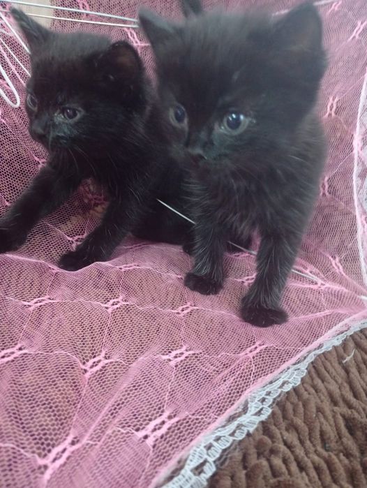 Продам котят ,мама британка