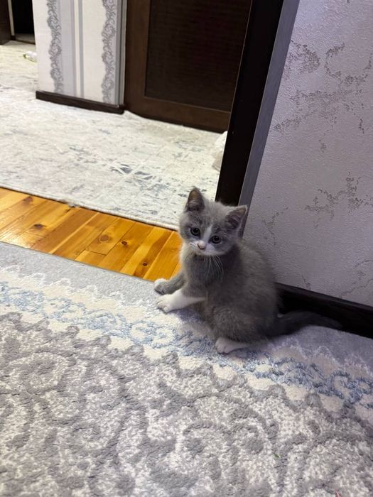 Scotish Strayt 2 oylik toza qon.