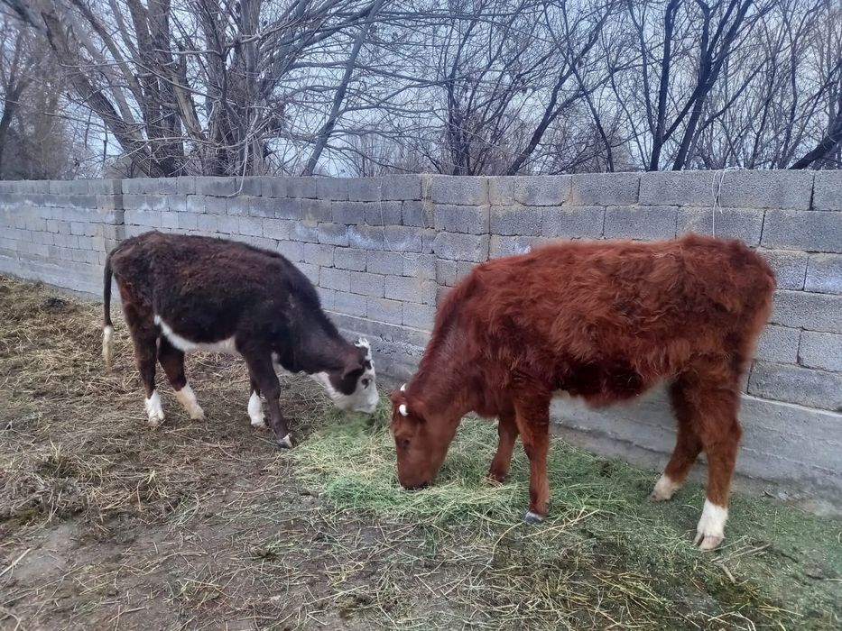 2 жасар 2 қашар сатылады