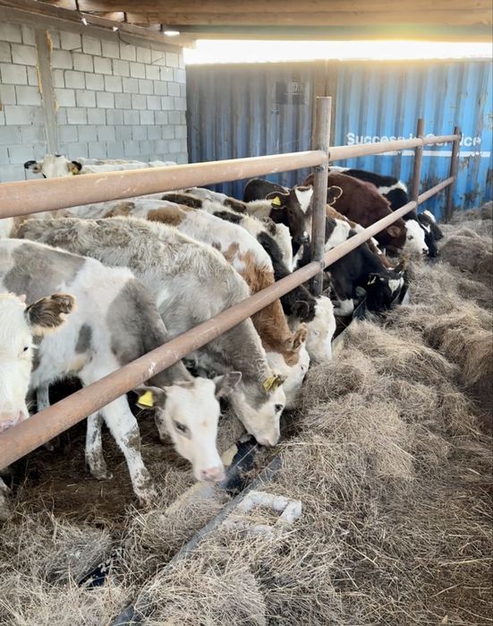Продам бычков (быки)20-25 голов сегментал