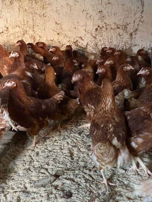 Несущки Ломан Браун