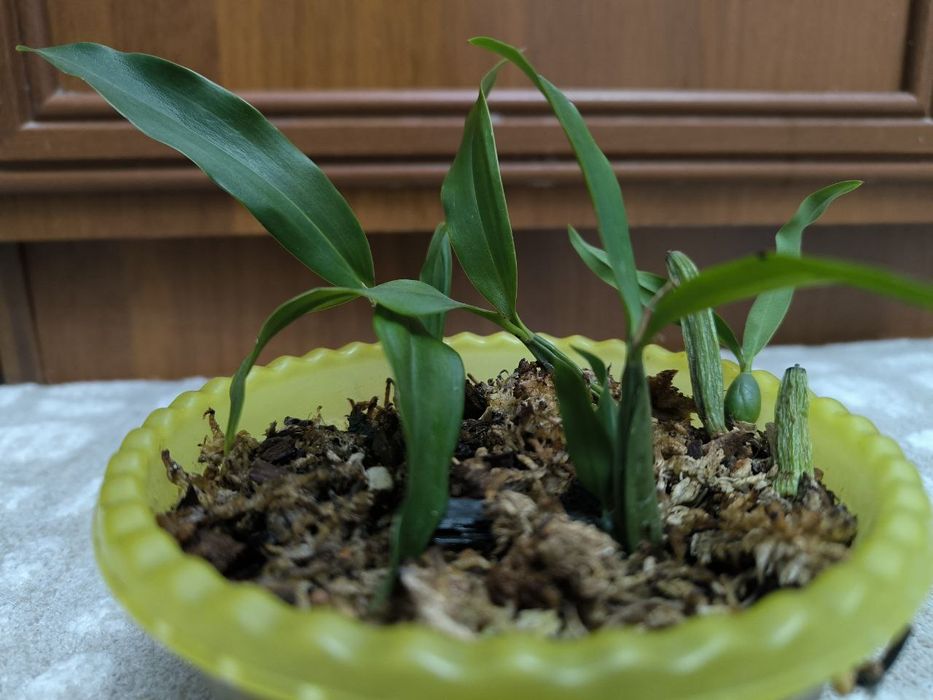 Орхидея Целогина Фимбриата