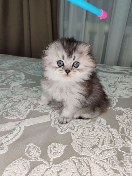 Продаются котята Шотландская порода