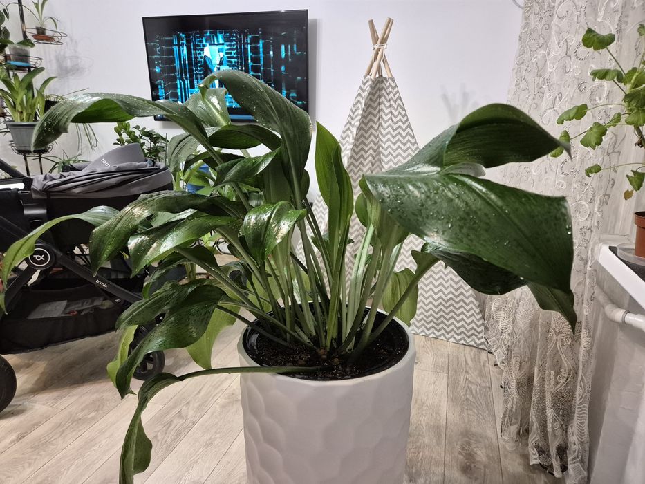 Эухарис, амазонская лилия