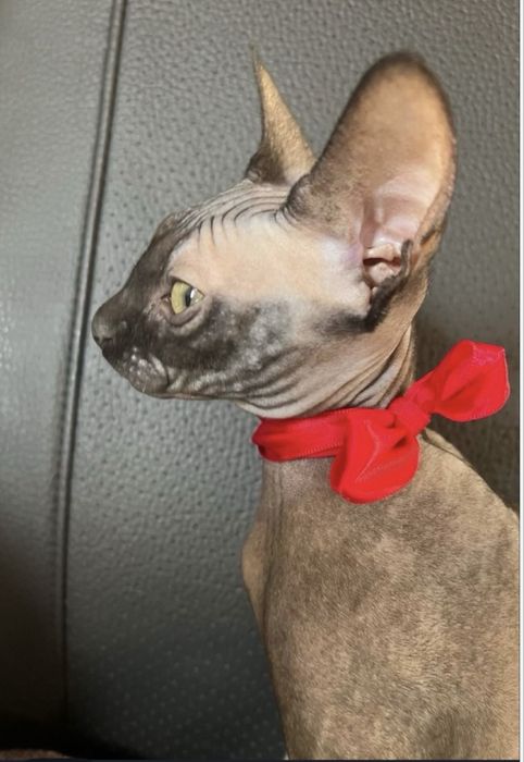 Pisici sphynx fara par