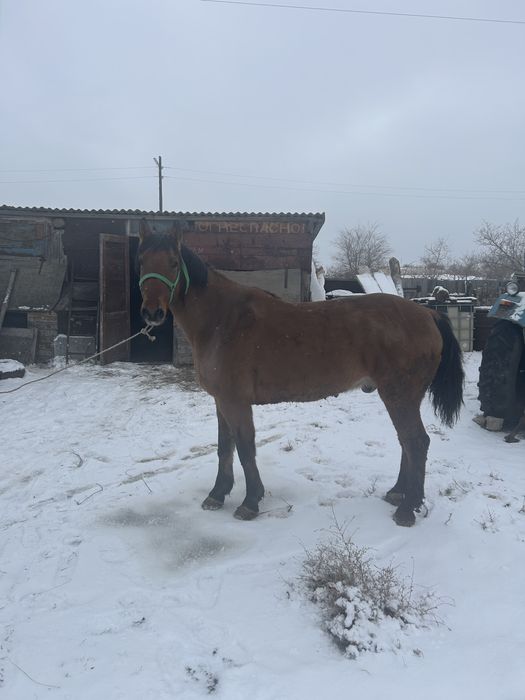 Лошадь ат,мерин.
