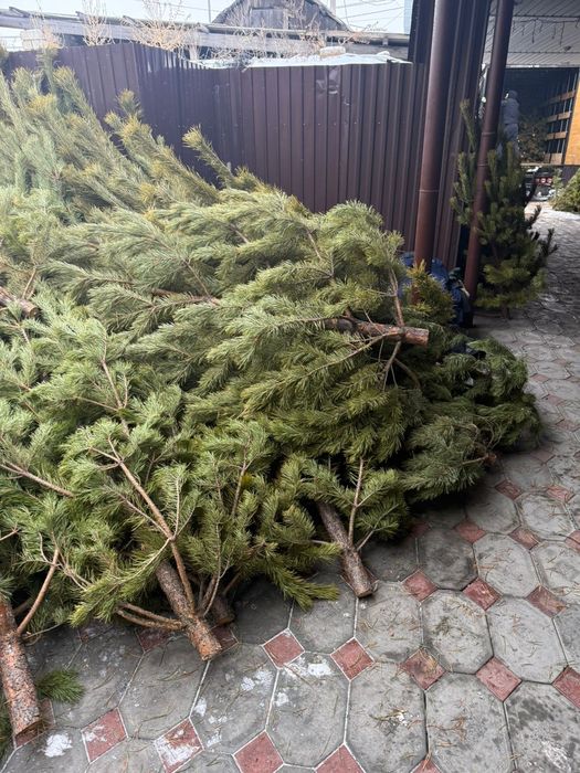 Сосны Ёлки Елки Ели