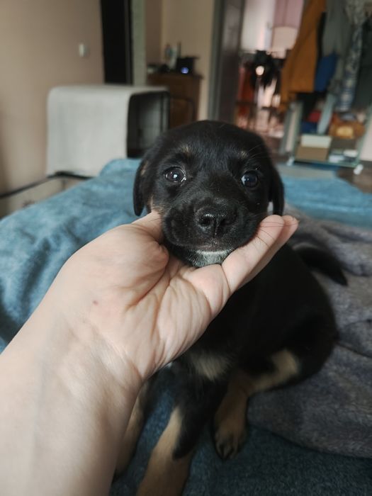 Щенок ищет дом, найденыш