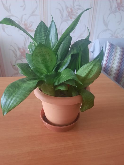 Продам цветок красивый