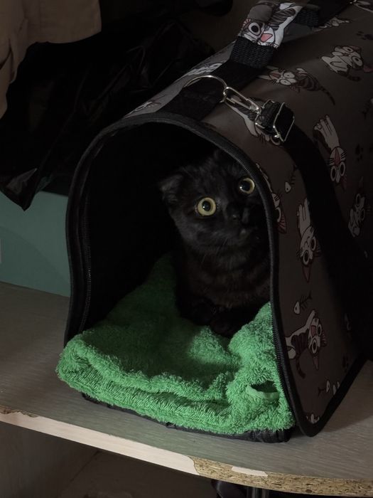 Отдам кота в добрые руки
