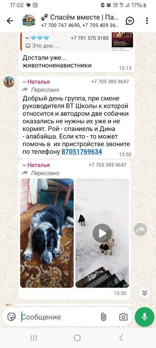 Отдают собак срочно