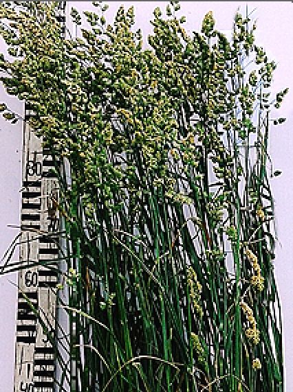 Golomat sau Iarba de livada (dactylis glomerata) samanta C1 18 kg