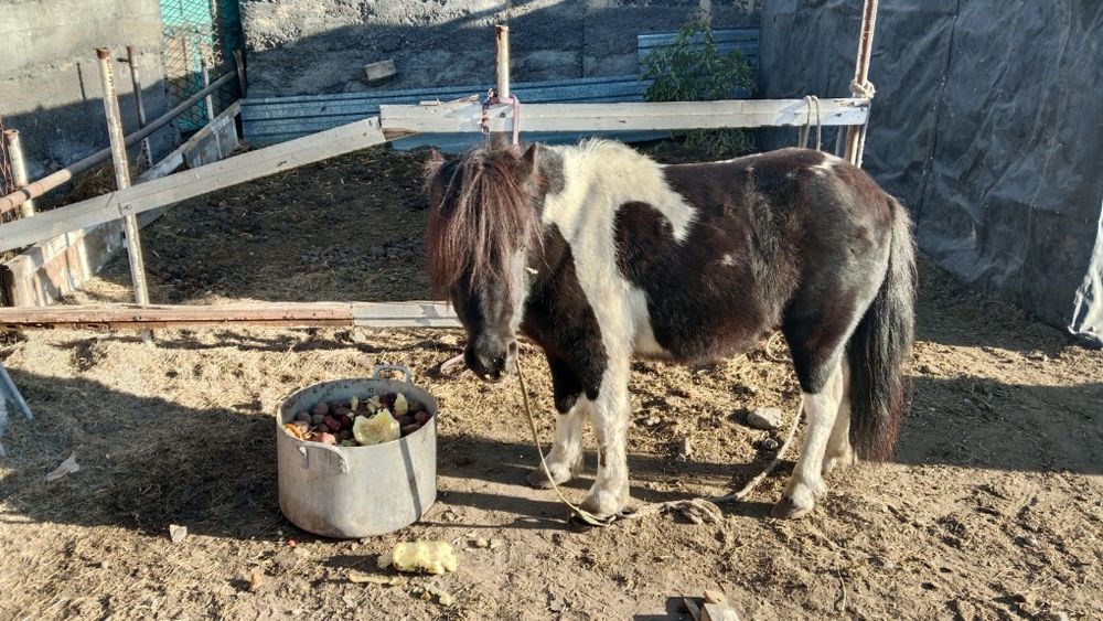 Продам или обменяю пони