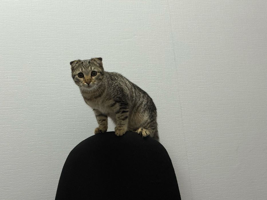 Шотландский вислоухий кот