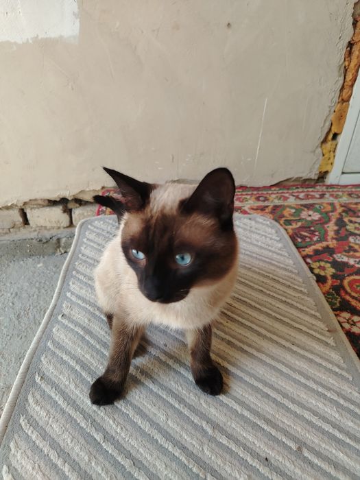 Кот скиямский лет 1