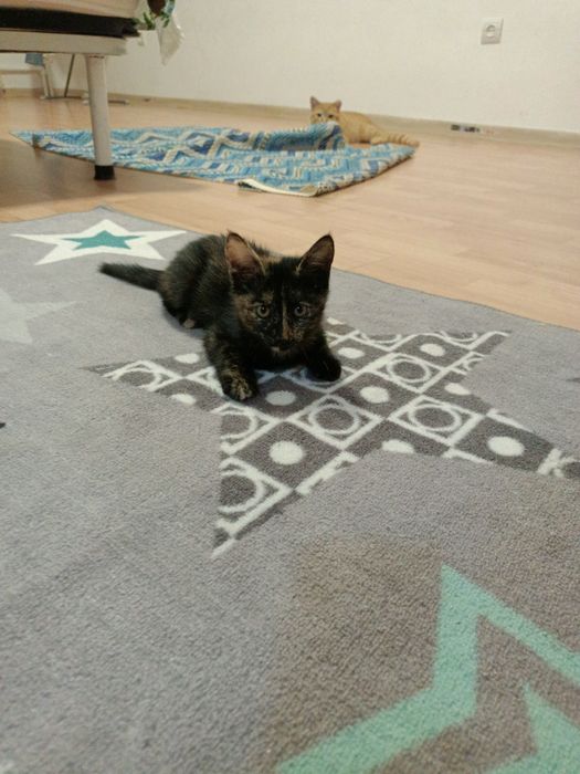 Отдам котенка в добрые руки
