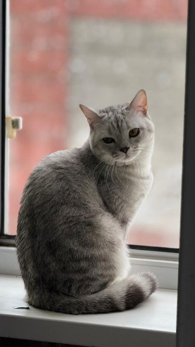 британская короткошёрстная.