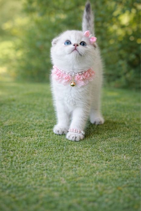 Продается девочка, скоттиш фолд