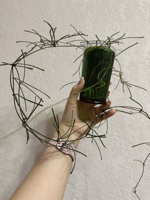 Hoya Retusa хоя,  ретуса